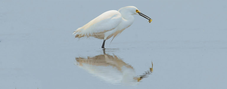 7 | Friends of Mashpee National Wildlife Refuge