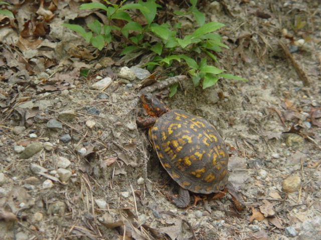 Box-turtle | Friends of Mashpee National Wildlife Refuge