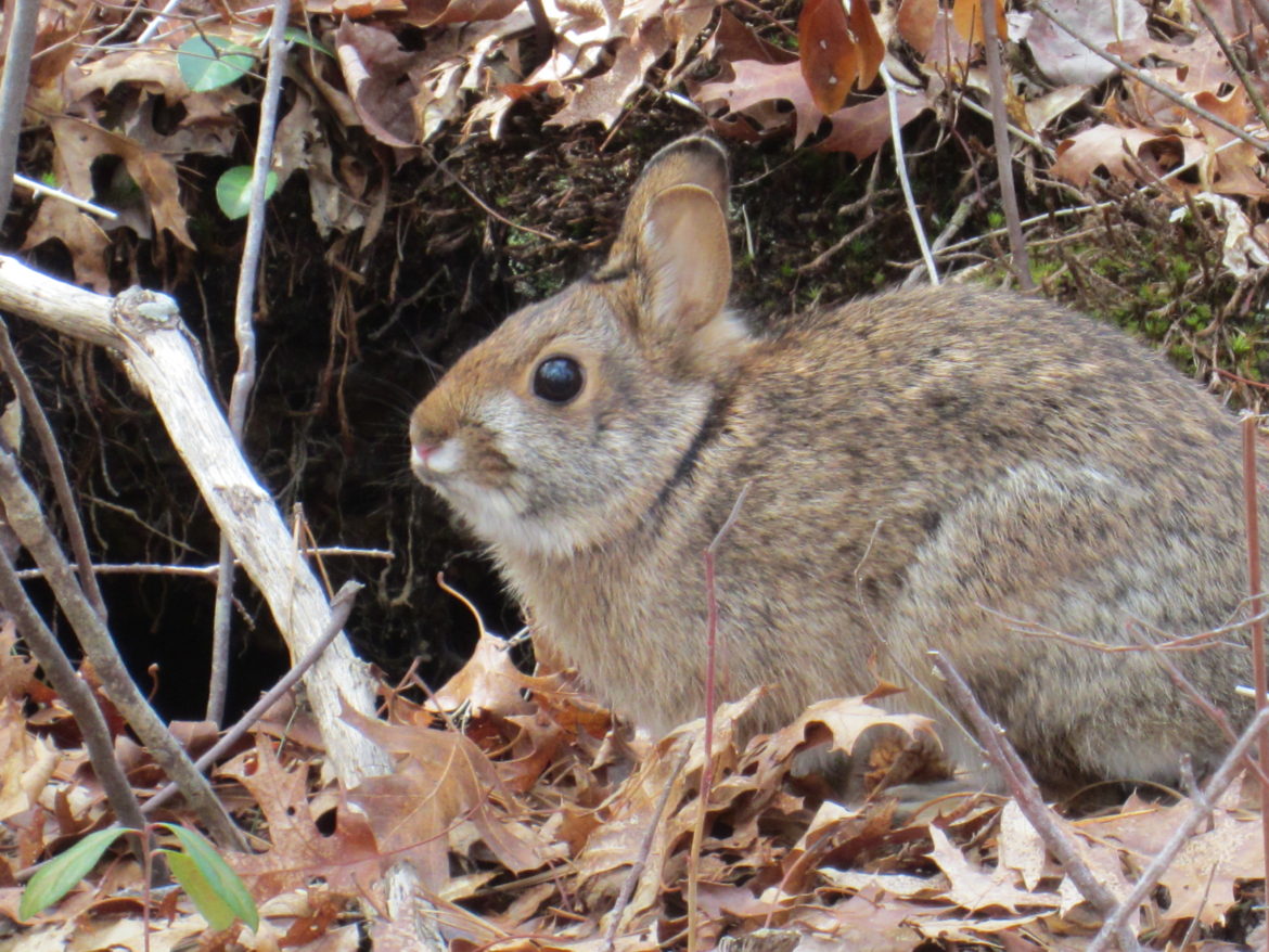 New England Cottontail Habitat Restoration | Friends of Mashpee