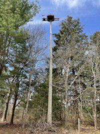 View of osprey nest from ground