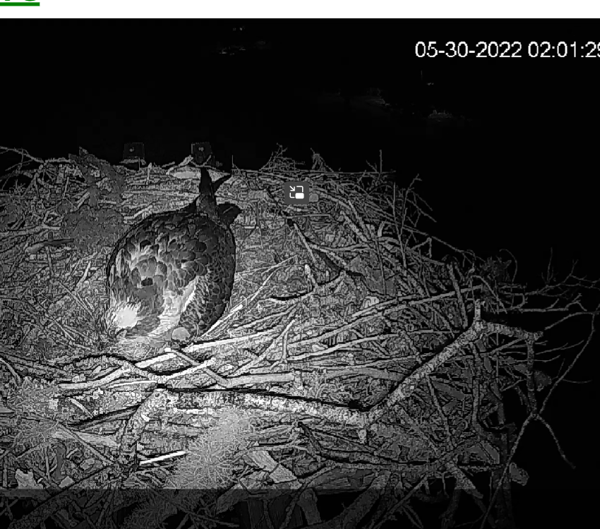 mom-and-baby-sleep-together-friends-of-mashpee-national-wildlife-refuge