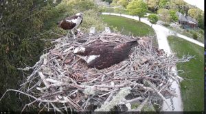 osprey egg.JPG