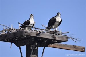 osprey1.jpg