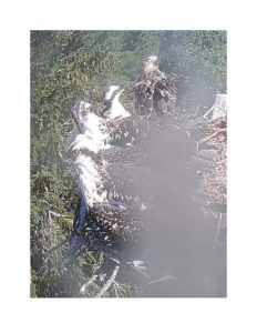 4 osprey chicks.jpg