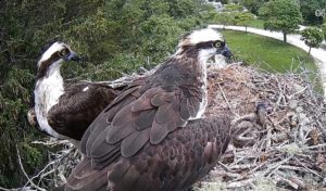 Osprey visitor2.jpg