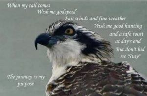 Ospreys call.jpg