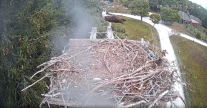 osprey on nest 8-26-22.png