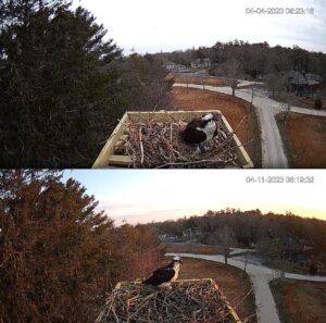 Nest comparison 4-4-23 to 4-11-23.jpg