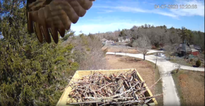 Osprey perched on camera 4-7-23.PNG