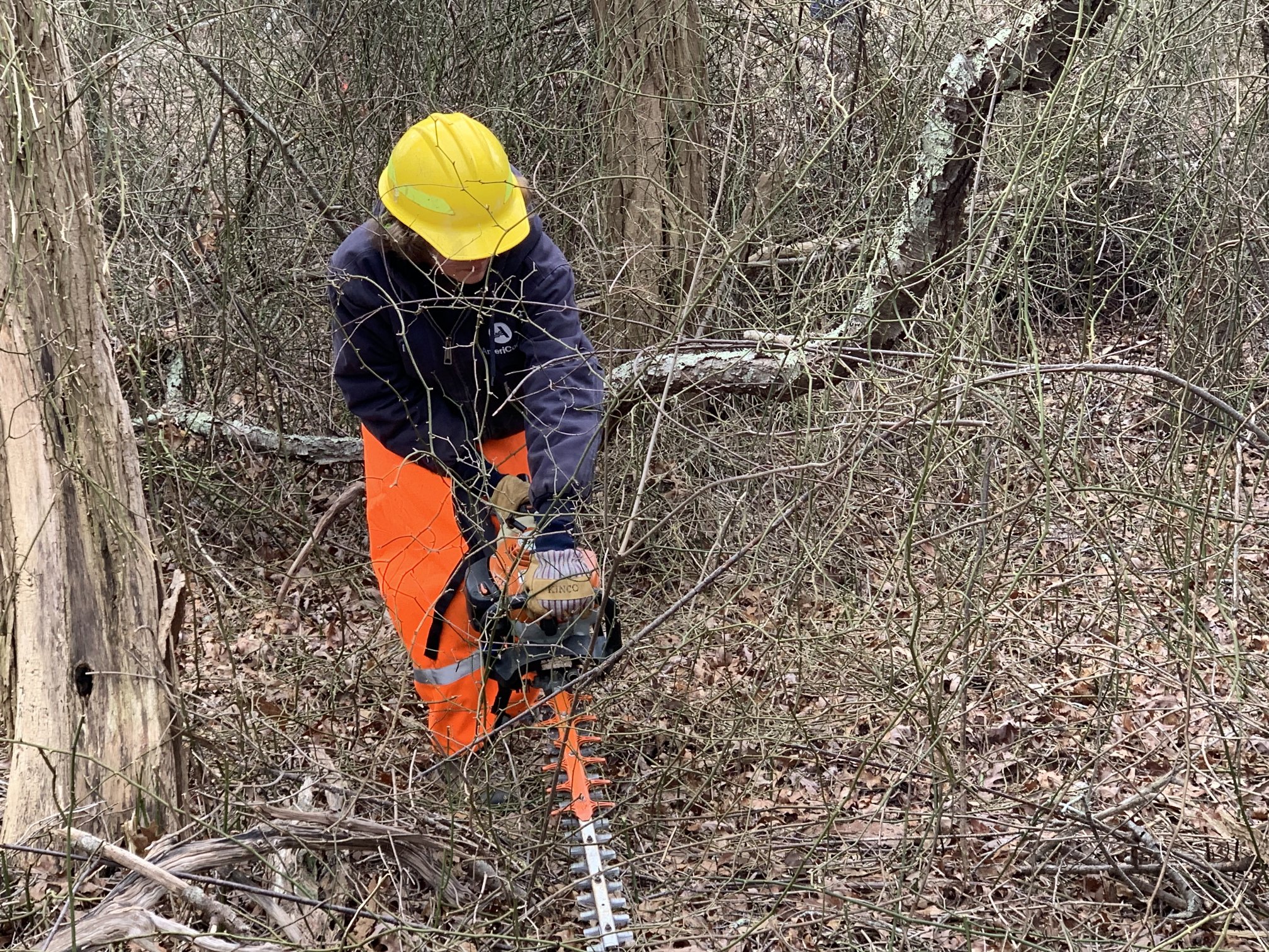 AmeriCorps at CF – invasive trees & catbrier removal 25MAR2024 (22 ...