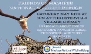 Mashpee-Osprey-Osterville