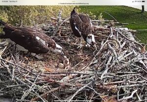 Osprey-Nest-at-Waquoit-Bay-National-Estuarine-Research-Reserve