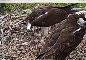 Osprey-Nest-at-Waquoit-Bay-National-Estuarine-Research-Reserve