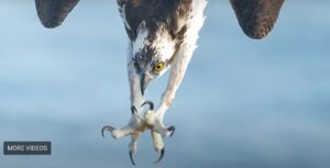 Osprey-dive