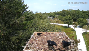 Osprey-Crows-2